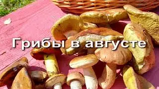 Грибы в августе.