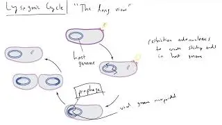 Lysogenic Cycle - Viruses