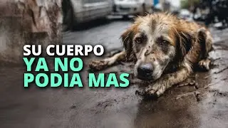 Este perrito imploró por ayuda, pero solo la soledad respondió