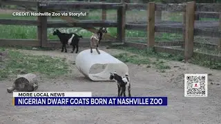 Four Nigerian dwarf goats born at Nashville Zoo