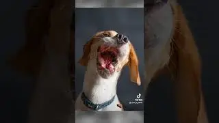 Pet Photography | Treat catch Photography with my three beagles and my Nikon Z6ii