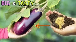 10 TRICKS TO GROW LOTS OF EGGPLANT | GROWING BRINJAL IN POTS