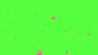 Green Screen Pink Petals 💚