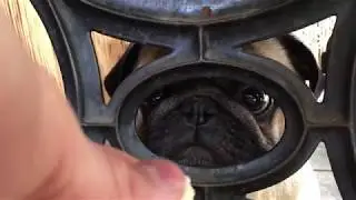 cute pug can't reach the snackies