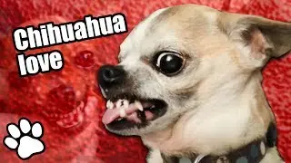 36 Angry Chihuahuas | Try Not To Laugh | That Pet Life