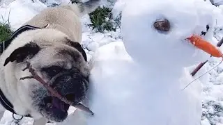 pug and snowman - will he get the carrot?