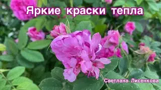 Яркие краски тепла 🌺! Прекрасный солнечный день, цветы радуют глаз!