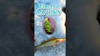 Судак на мухомормыш #рыбалка #безнасадка