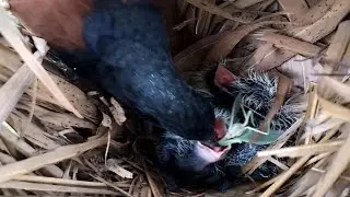 #EP10.Greater coucal birds She has food for locusts and crickets. [ Review Bird Nest ]