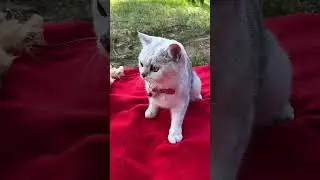 НА БЕЛКУ И НЮШУ НАПАЛ МЕДВЕДЬ? #cat #pets #топ