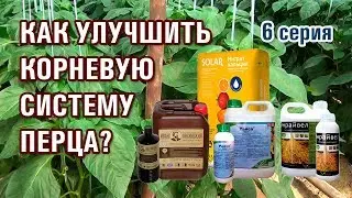 КАК УЛУЧШИТЬ КОРНЕВУЮ СИСТЕМУ ПЕРЦА? / 6-серия (13-07-2019)