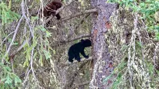 [Amazing Bear Family] Wildlife in Jasper National Park