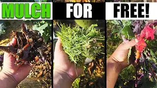 3 Completely Free Mulches - Garden Quickie Episode 180