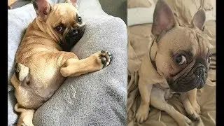 Funny and Cute French Bulldog Puppies Compilation #2 - Cutest French Bulldog