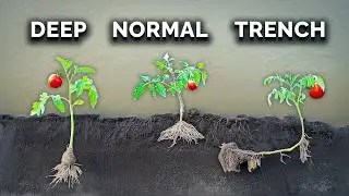 What Happens When You Transplant Tomatoes 3 Different Ways?