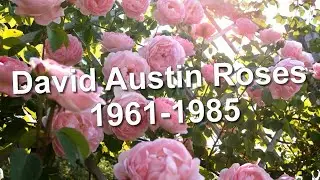 Varieties of roses David Austin 1961-1985 / Все сорта роз Дэвида Остина 1961-1985 года