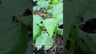 Try Growing Your Own Fordhook Lima Beans! - Heirloom Seeds