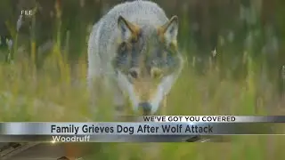 Family grieves after dog attacked by wolf