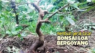 Membuat gerak dasar bonsai Loa meliuk