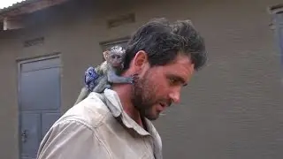 Baby Vervet Monkey Rescued from African Brush Fire