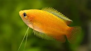 Peaceful, Colourful Fish for Your Aquarium - Honey Gourami Care & Breeding Guide