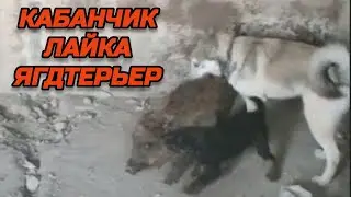 Притравка 4 месячного щенка ягдтерьера и лайки по кабану. Jagdterrier