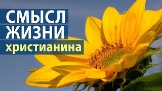 В чем смысл жизни?