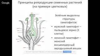 Жизненные циклы живых организмов. Особенности жизненного цикла высших растений