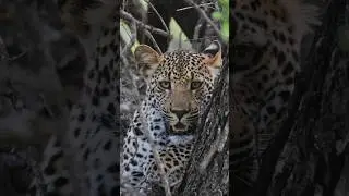 Young male leopard resting in a tree 🐆#wildlife #leopard #africanwildlife