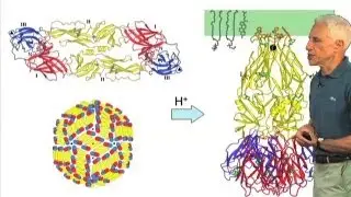 Membrane fusion: Overview - Stephen Harrison (Harvard/HHMI)