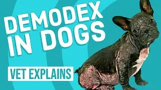 Demodex in Dogs | Demodicosis