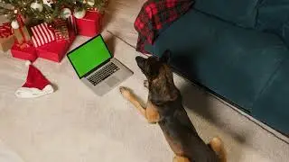 Greenscreen malinois bard lying with a laptop with green screen top view dog posing near decorate