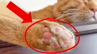 8 Shocking Secrets About Your Cat's Toe Beans