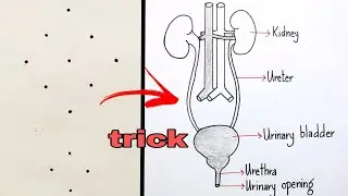 excretory system draw with dots trick /human excretory system diagram/human excretory system drawing