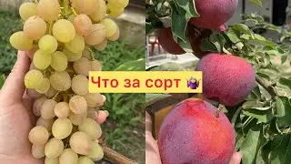 4️⃣2️⃣3️⃣#переезднаюг Наш первый виноград созрел 🍇👍