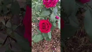 Ароматная Роза Ботеро, держит жару!👍 #розы #цветы #rose