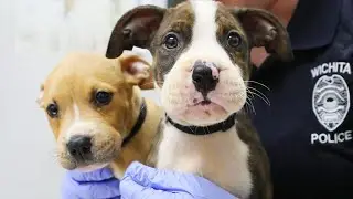 Puppies Found in Kansas With Hair Ties Around Their Mouths to Go Up for Adoption