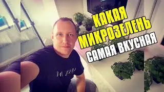 КАКАЯ МИКРОЗЕЛЕНЬ САМАЯ ВКУСНАЯ - МИКРОЗЕЛЕНЬ ДОМА - БИЗНЕС ИДЕИ - БИЗНЕС С НУЛЯ НА ДОМУ