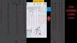 Facial nerves