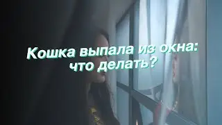 Кошка выпала из окна: что делать?