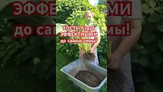 КАК СОХРАНИТЬ хосты до самой зимы