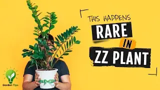 Zz Plant Care Tips and Propagation Tricks | Zz Plant Flowers