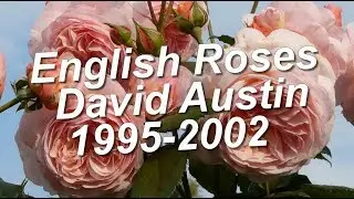 English Rose David Austin  1995-2002 / Все сорта английских роз Дэвида Остина 1995-2002