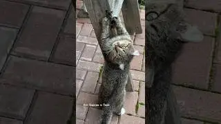 ✨Смотри, какой я сильный! #barsik #catvideos #cat #catcute #cute