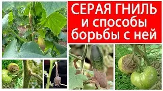 СЕРАЯ ГНИЛЬ И СПОСОБЫ БОРЬБЫ С НЕЙ