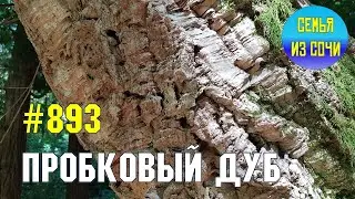 Пробковый дуб в Сочи | Жизнь на Юге