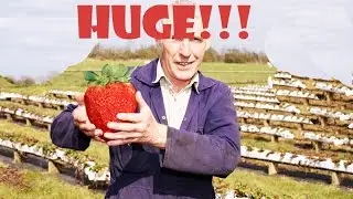 Giant Strawberry/Strawberries Big fruit seeds/ Φραουλα γιγας σποροι flowerstore