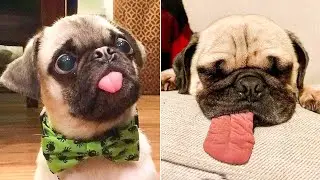 Funniest and Cutest Pug Dog Videos Compilation 2020 - Cutest Puppy #10