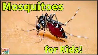 Mosquitoes for Kids