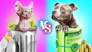 Богатая кошка vs бедная собака! Строим секретные домики для животных!